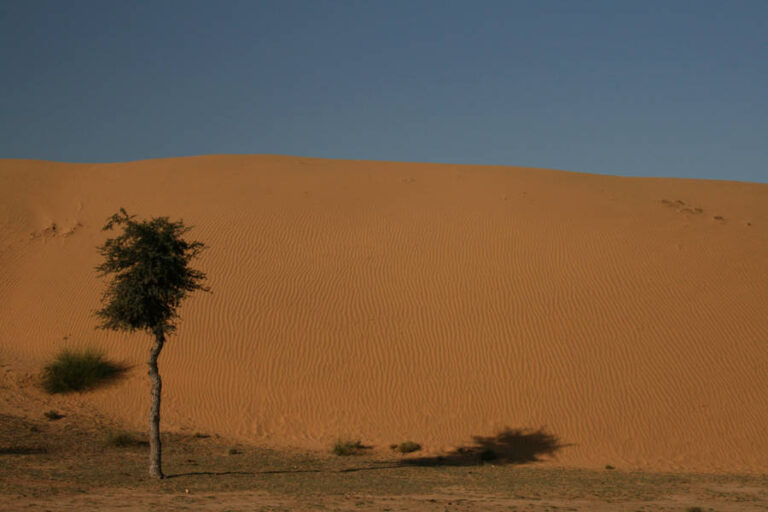 Thar desert, India